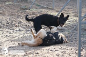 Hutamix-25-01-w13-025