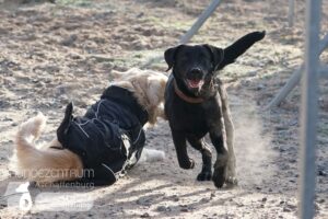 Hutamix-25-01-w13-026