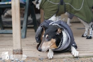 Hutamix-25-01-w13-028