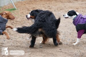 Hutamix-25-01-w13-052