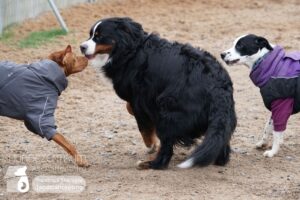 Hutamix-25-01-w13-053