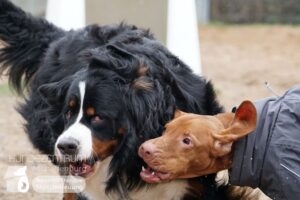 Hutamix-25-01-w13-058