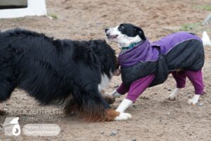 Hutamix-25-01-w13-061