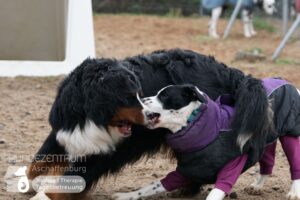 Hutamix-25-01-w13-063