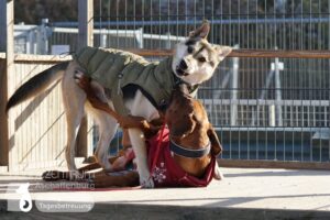 Hutamix-25-01-w13-067