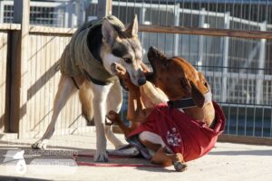 Hutamix-25-01-w13-068