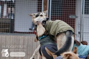 Hutamix-25-01-w13-078