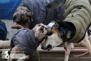 Hutamix-25-01-w13-080