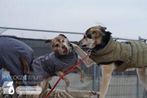 Hutamix-25-01-w13-081