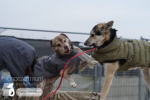 Hutamix-25-01-w13-082