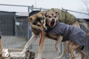 Hutamix-25-01-w13-083