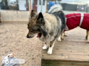 Hutamix-25-01-w13-091