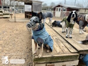 Hutamix-25-01-w13-098