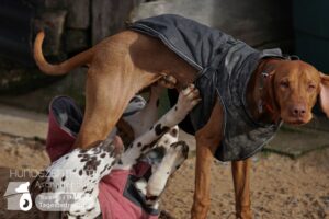 Hutamix-25-01-w27-024