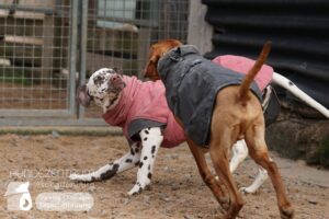 Hutamix-25-01-w27-025