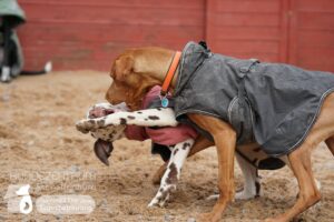 Hutamix-25-01-w27-027