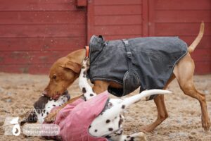 Hutamix-25-01-w27-028