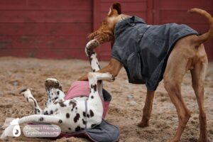 Hutamix-25-01-w27-029