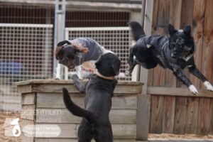 Hutamix-25-01-w27-042