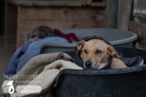 Hutamix-25-02-w10-015