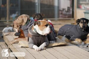 Hutamix-25-02-w10-016