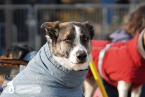 Hutamix-25-02-w10-029