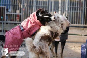 Hutamix-25-02-w10-034