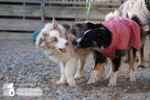 Hutamix-25-02-w10-035