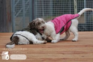 Hutamix-25-02-w10-046