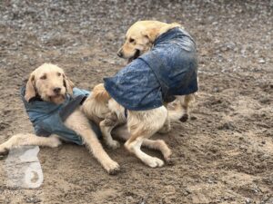 Hutamix-25-03-w17-011