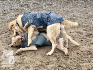 Hutamix-25-03-w17-012