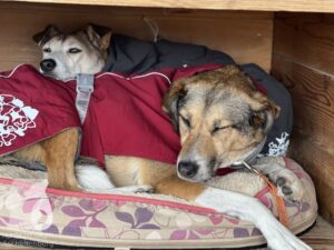 Hutamix-25-03-w17-018