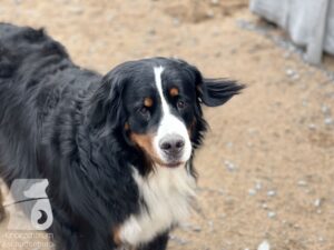 Hutamix-25-03-w17-019