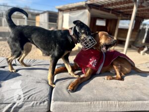 Hutamix-25-03-w17-028