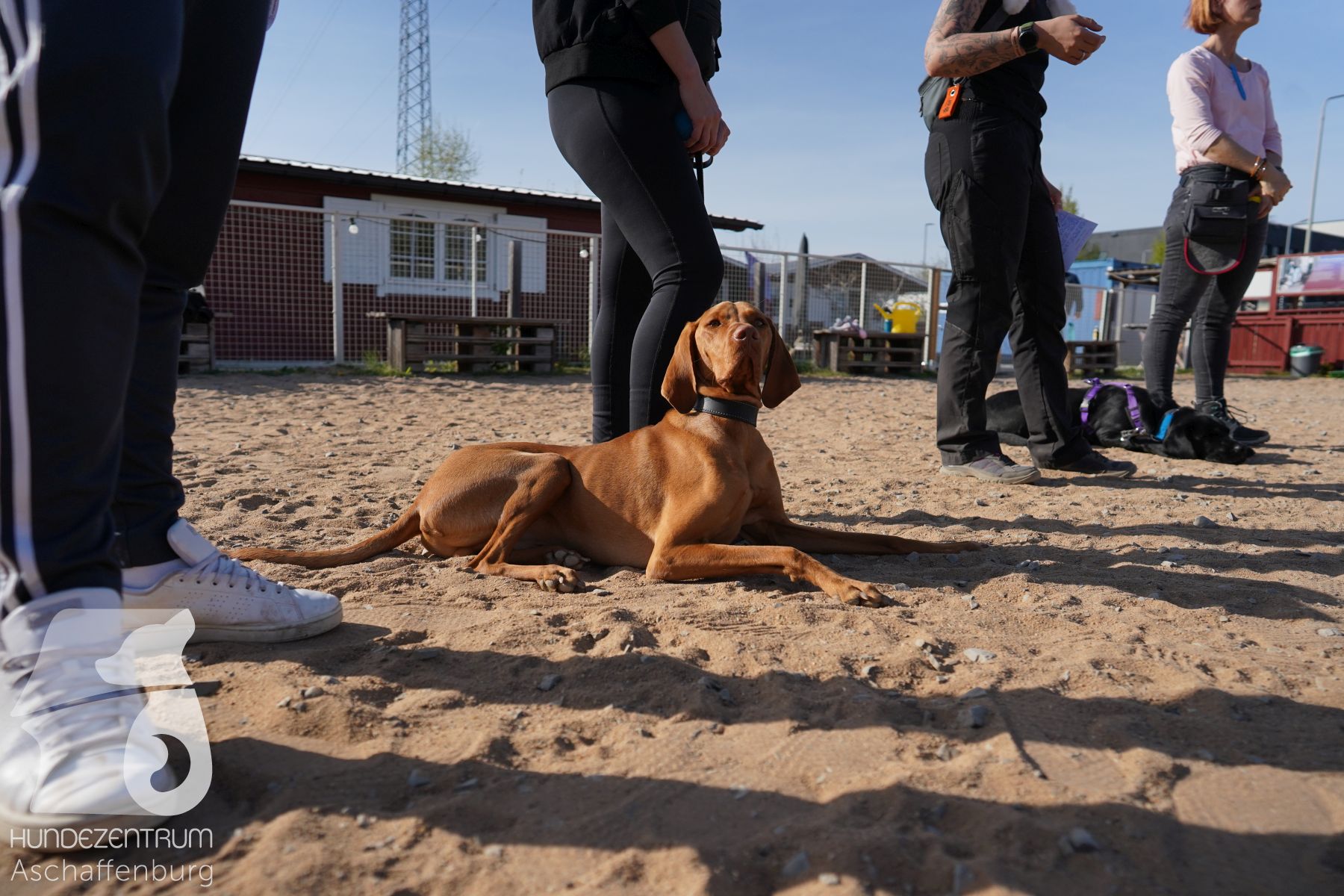 Hundeclub-Osterspecial-017