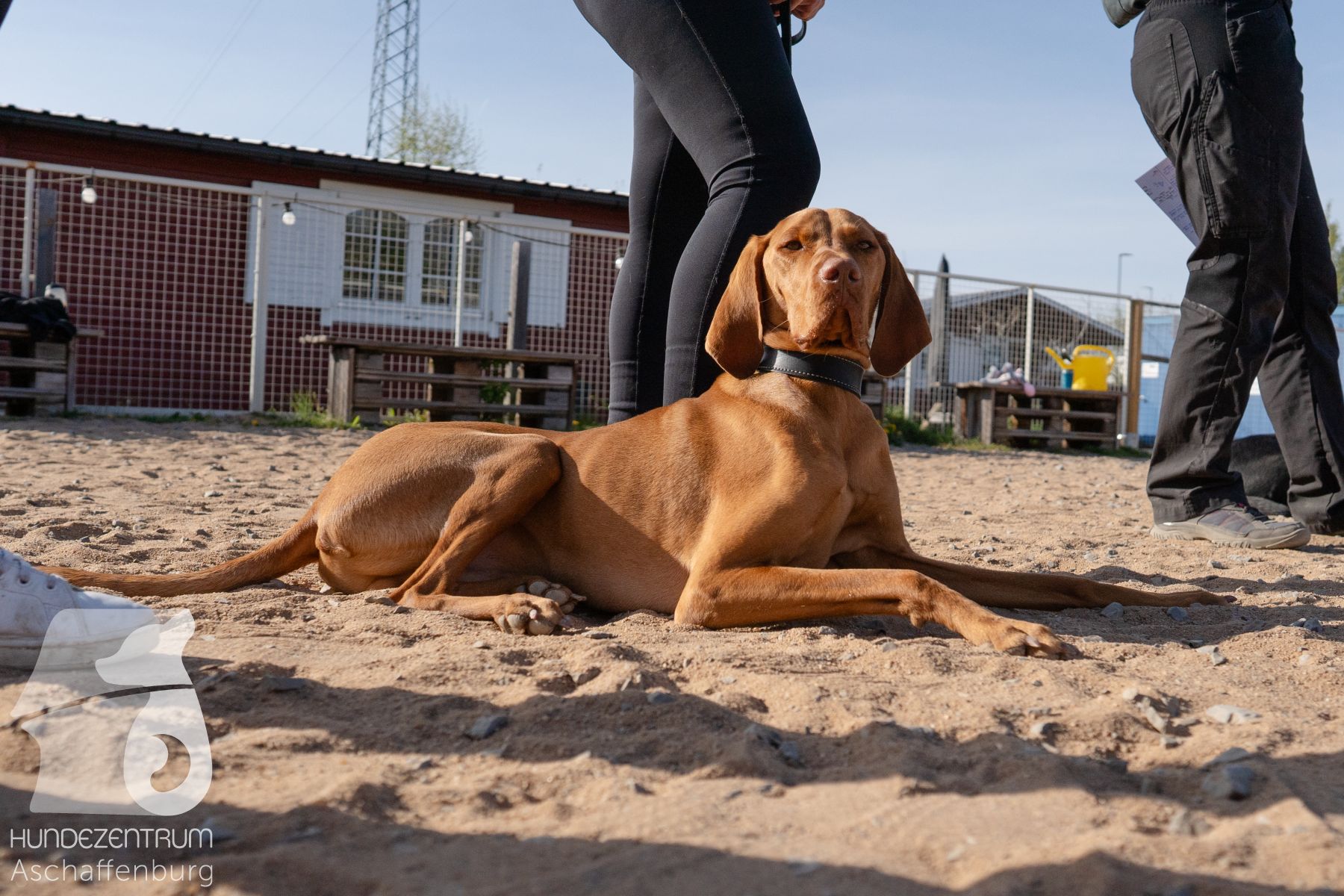 Hundeclub-Osterspecial-018