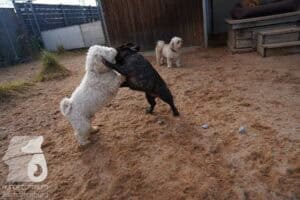 Hutamix-25-03-w24-016