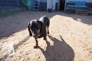 Hutamix-25-03-w24-049