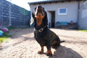 Hutamix-25-03-w24-050