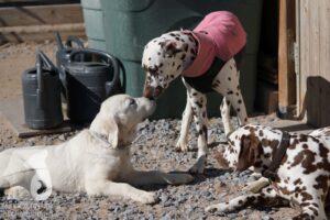 Hutamix-25-03-w24-052