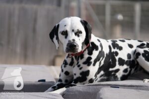 Hutamix-25-03-w24-167