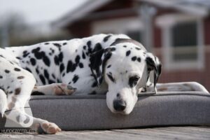 Hutamix-25-03-w24-168