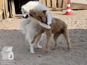 Hutamix-25-04-w14-005