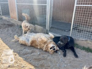 Hutamix-25-04-w14-010