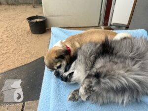 Hutamix-25-04-w14-013