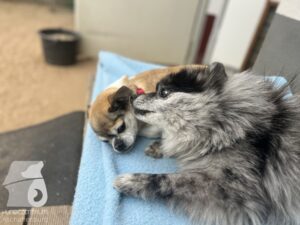 Hutamix-25-04-w14-014