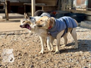 Hutamix-25-04-w14-022