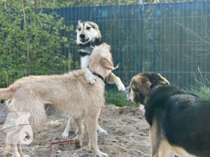 Hutamix-25-04-w14-043