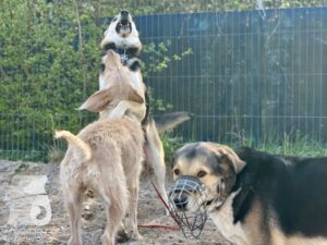 Hutamix-25-04-w14-044