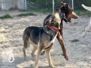 Hutamix-25-04-w14-045